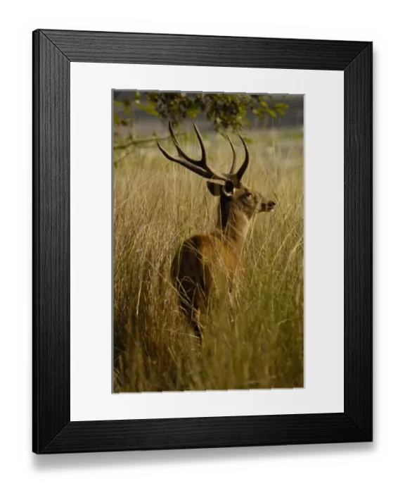 Framed Print : Asia, India Framed Print : Asia, India