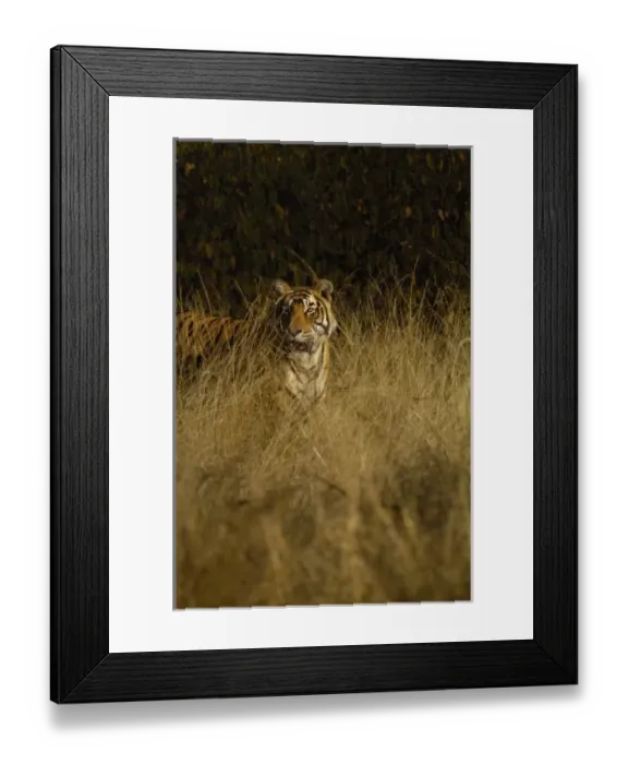 Framed Print : Tiger (Panthera tigris) 3 1  /  2 year old male. Ranthambhore National Park. Rajasthan