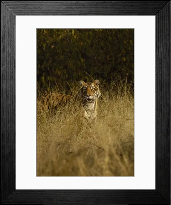 Framed Print : Tiger (Panthera tigris) 3 1  /  2 year old male. Ranthambhore National Park. Rajasthan