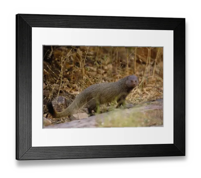 Framed Print : Ruddy Mongoose (Herpestes smithii) Ranthambhore National Park. Rajasthan. INDIA Framed Print : Ruddy Mongoose (Herpestes smithii) Ranthambhore National Park. Rajasthan. INDIA