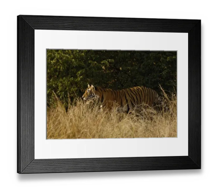 Framed Print : Asia, India Framed Print : Asia, India