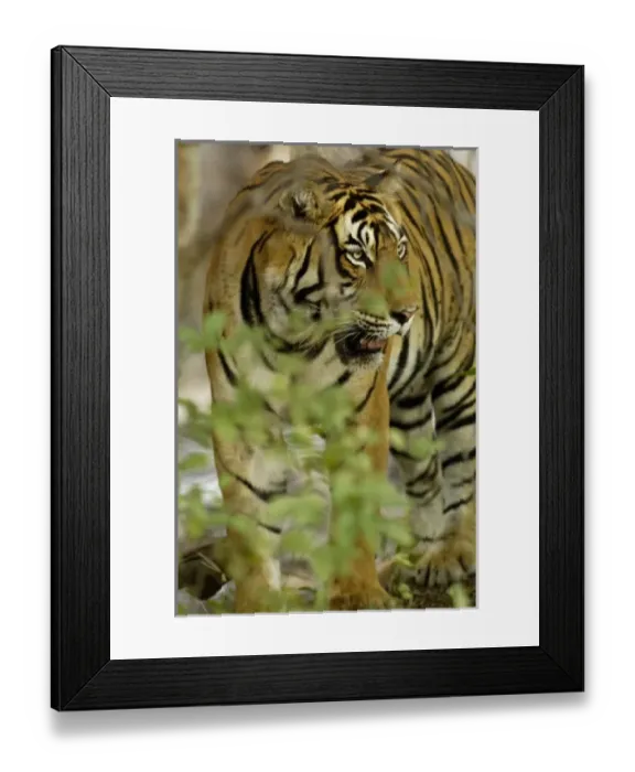 Framed Print : Asia, India Framed Print : Asia, India