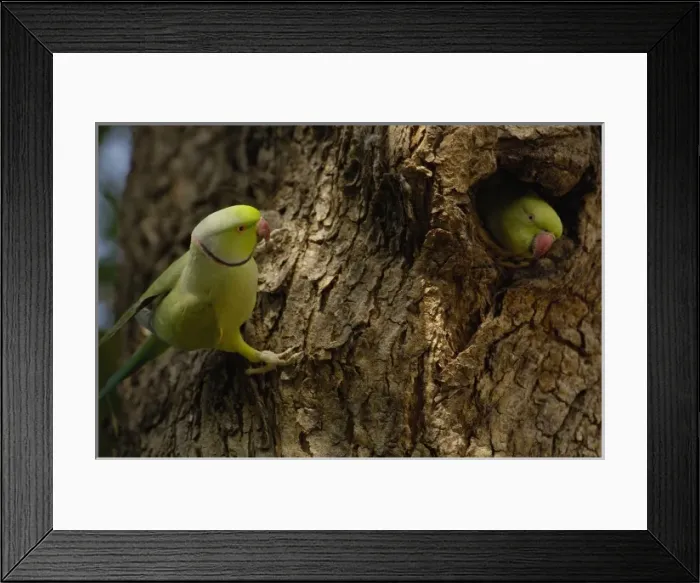 Framed Print : Asia, India Framed Print : Asia, India