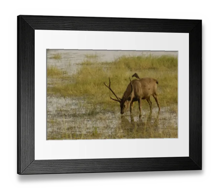 Framed Print : Asia, India Framed Print : Asia, India