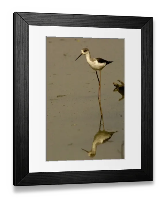 Framed Print : Black-winged stilt in non-breeding plumage (Himantopus himantopus). Bharatpur National Framed Print : Black-winged stilt in non-breeding plumage (Himantopus himantopus). Bharatpur National