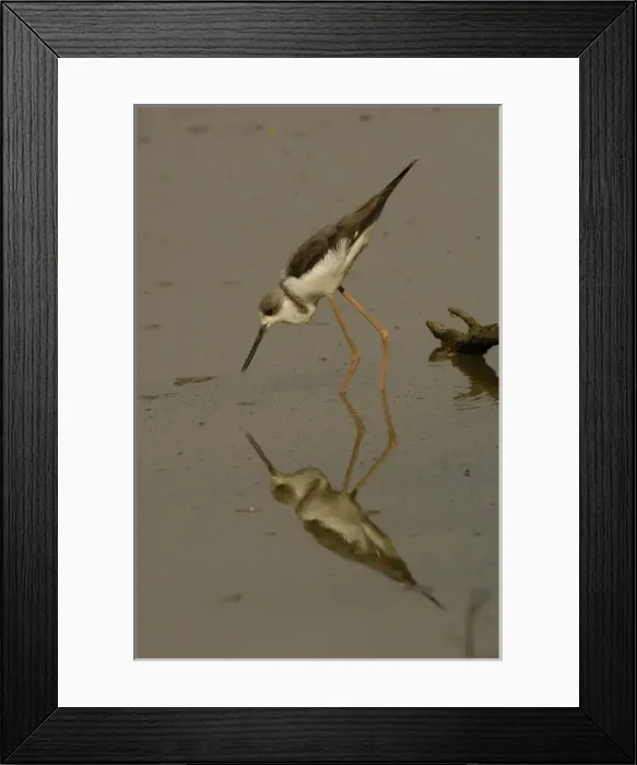 Framed Print : Black-winged stilt in non-breeding plumage (Himantopus himantopus). Bharatpur National Framed Print : Black-winged stilt in non-breeding plumage (Himantopus himantopus). Bharatpur National