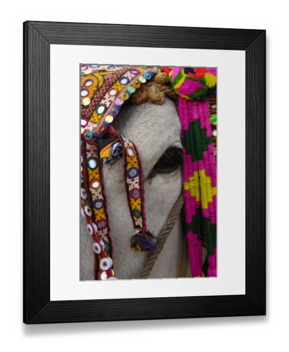 Framed Print : Bull decorated for the cattle decorating competition at Pushkar camel and livestock fair Framed Print : Bull decorated for the cattle decorating competition at Pushkar camel and livestock fair