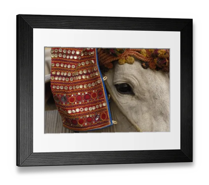 Framed Print : Bull decorated for the cattle decorating competition at Pushkar camel and livestock fair Framed Print : Bull decorated for the cattle decorating competition at Pushkar camel and livestock fair