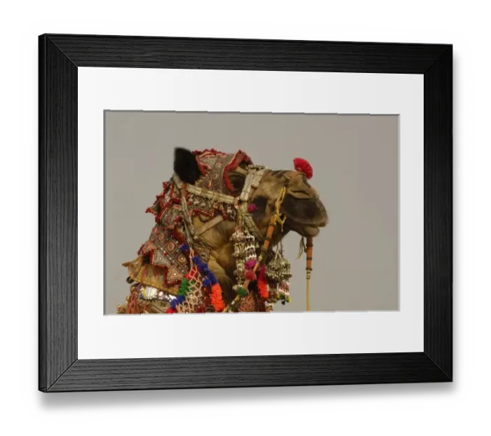 Framed Print : Decorated camel owned by Ashok Shivani Tak who is a keen collector of fine camel trappings Framed Print : Decorated camel owned by Ashok Shivani Tak who is a keen collector of fine camel trappings