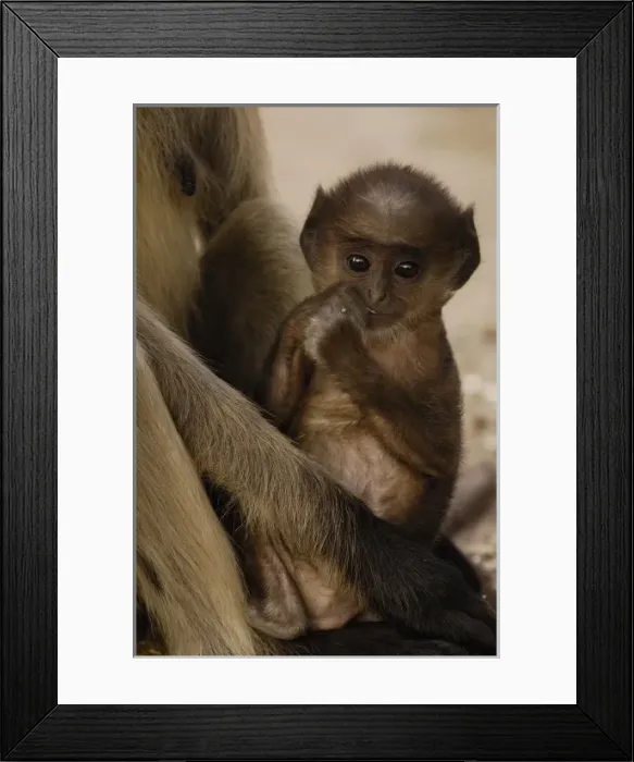 Framed Print : Hanuman Langurs or Black-faced, Common or Grey Langur (Presbytis entellus)( Mother