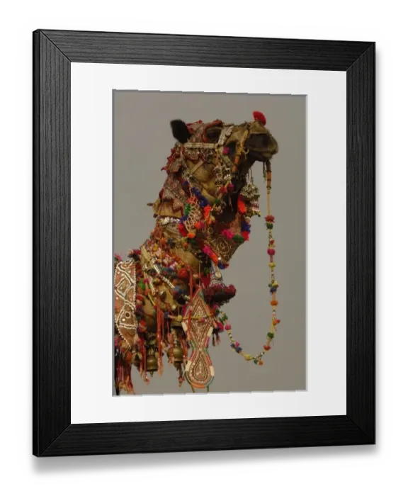 Framed Print : Decorated camel owned by Ashok Shivani Tak who is a keen collector of fine camel trappings