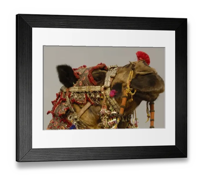 Framed Print : Decorated camel owned by Ashok Shivani Tak who is a keen collector of fine camel trappings Framed Print : Decorated camel owned by Ashok Shivani Tak who is a keen collector of fine camel trappings