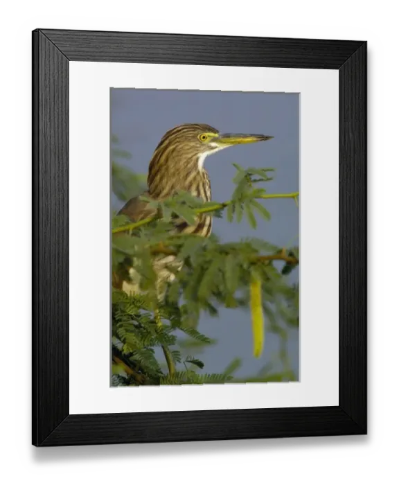 Framed Print : Indian Pond Heron (Ardeola grayii). Bharatpur National Park or Keoladeo Ghana Sanctuary