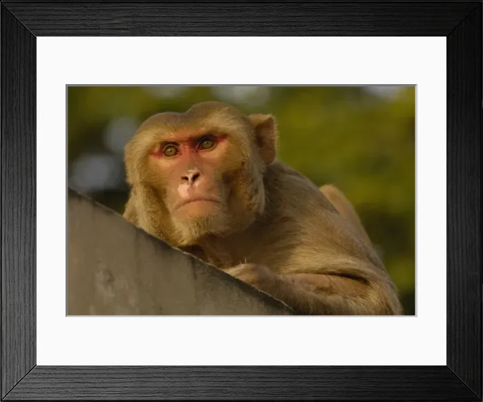 Framed Print : Rhesus Macaque (Macaca mulatta) in the town of Bharatpur. Rajasthan. INDIA Framed Print : Rhesus Macaque (Macaca mulatta) in the town of Bharatpur. Rajasthan. INDIA