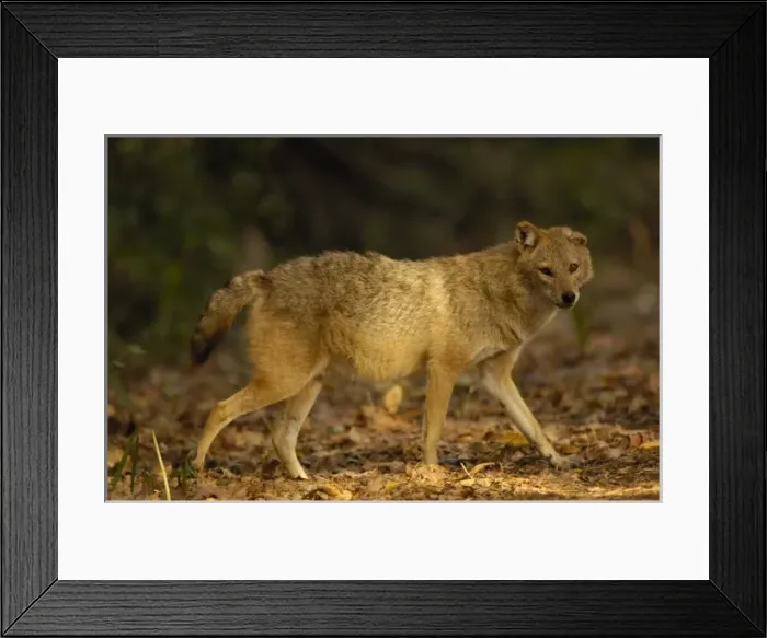 Framed Print : Golden Jackal (Canis aureus). Bharatpur National Park or Keoladeo Ghana Sanctuary
