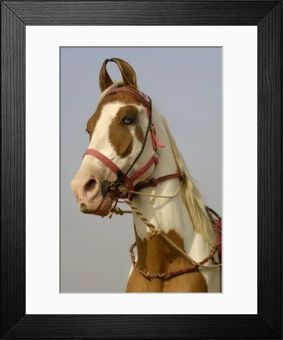Framed Print : Asia, India