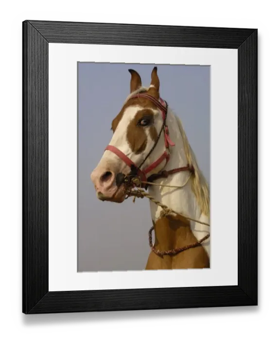 Framed Print : Kathiawari horse breed. Pushkar, Rajasthan. INDIA Framed Print : Kathiawari horse breed. Pushkar, Rajasthan. INDIA