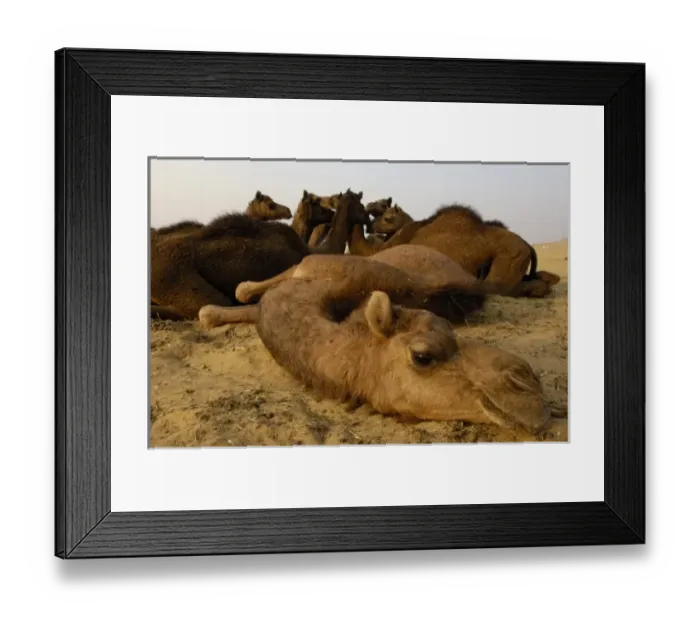 Framed Print : One-humped Arabian or Dromedary camels (Camelus dromedaries) at Pushkar camel and livestock fair