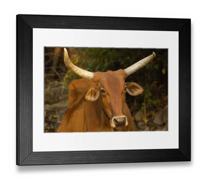 Framed Print : Rajasthani village cow. Pushkar, Rajasthan. INDIA Framed Print : Rajasthani village cow. Pushkar, Rajasthan. INDIA