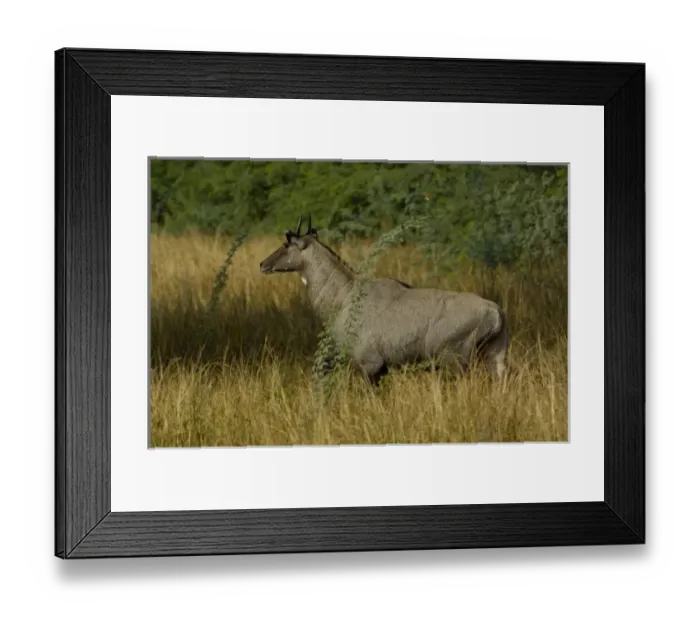 Framed Print : Nilgai or Blue Bull - male (Boselaphus tragocamelus). Bharatpur National Park or Framed Print : Nilgai or Blue Bull - male (Boselaphus tragocamelus). Bharatpur National Park or