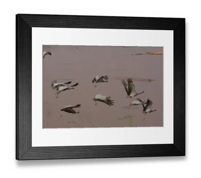 Framed Print : Demoiselle cranes (Grus virgo) standing at 76cm a smallish gray crane with black head Framed Print : Demoiselle cranes (Grus virgo) standing at 76cm a smallish gray crane with black head