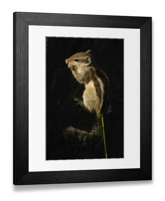 Framed Print : Asia, India