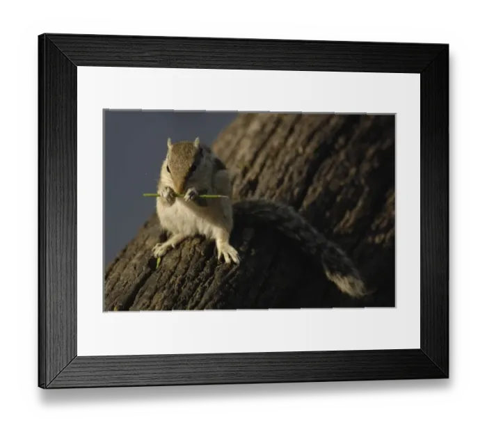 Framed Print : Asia, India Framed Print : Asia, India