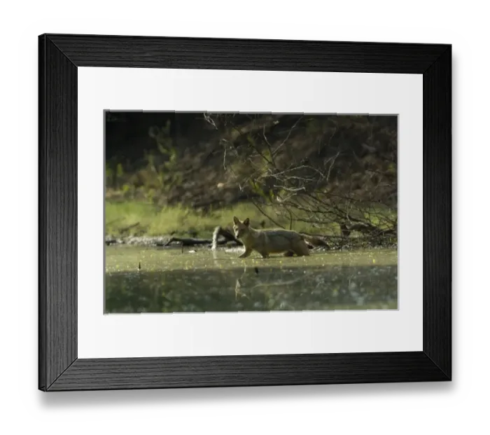 Framed Print : Golden Jackal (Canis aureus). Bharatpur National Park or Keoladeo Ghana Sanctuary Framed Print : Golden Jackal (Canis aureus). Bharatpur National Park or Keoladeo Ghana Sanctuary