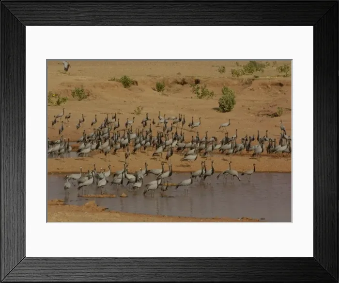 Framed Print : Demoiselle cranes (Grus virgo) standing at 76cm a smallish gray crane with black head