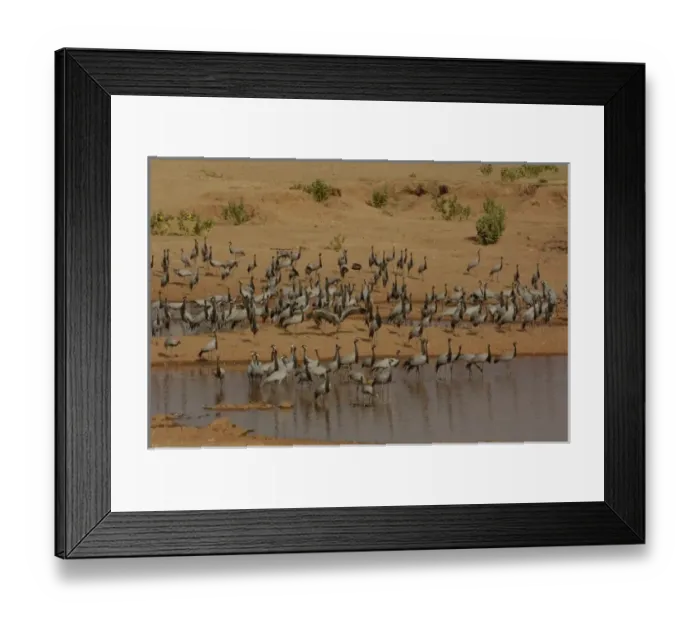 Framed Print : Demoiselle cranes (Grus virgo) standing at 76cm a smallish gray crane with black head Framed Print : Demoiselle cranes (Grus virgo) standing at 76cm a smallish gray crane with black head