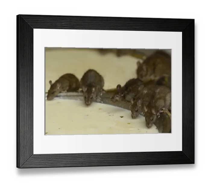 Framed Print : Karni Mata Temple. Deshnoke Rajasthan, INDIA (THE RAT TEMPLE) Framed Print : Karni Mata Temple. Deshnoke Rajasthan, INDIA (THE RAT TEMPLE)