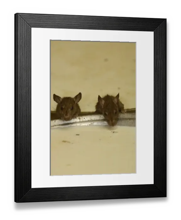 Framed Print : Asia, India Framed Print : Asia, India