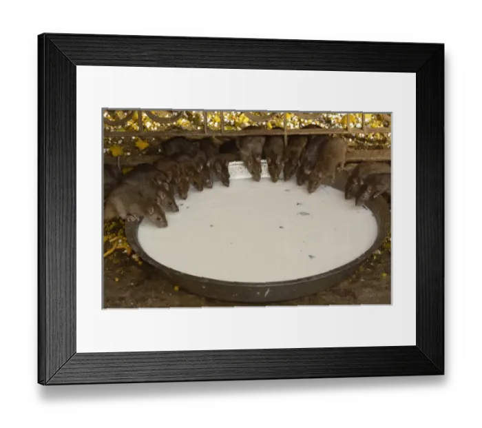 Framed Print : Karni Mata Temple. Deshnoke Rajasthan, INDIA (THE RAT TEMPLE)