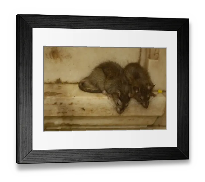 Framed Print : Asia, India Framed Print : Asia, India