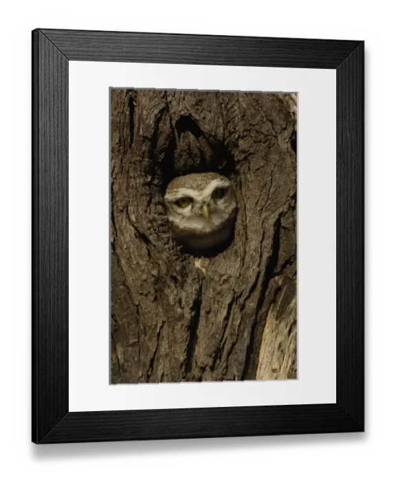 Framed Print : Asia, India Framed Print : Asia, India