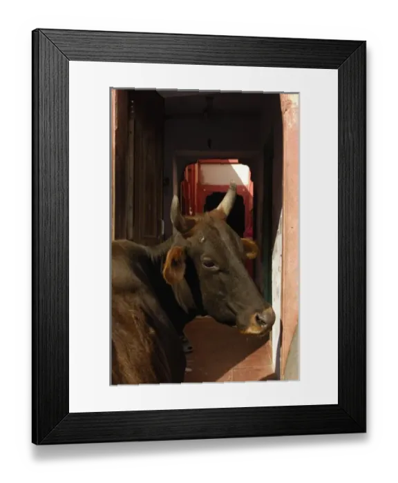 Framed Print : Sacred cow near a Havelis of Bikaner, Rajasthan, INDIA Framed Print : Sacred cow near a Havelis of Bikaner, Rajasthan, INDIA