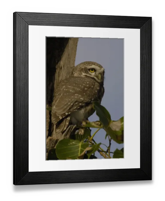 Framed Print : Spotted Owlet (Athene brama). Bharatpur National Park or Keoladeo Ghana Sanctuary Framed Print : Spotted Owlet (Athene brama). Bharatpur National Park or Keoladeo Ghana Sanctuary