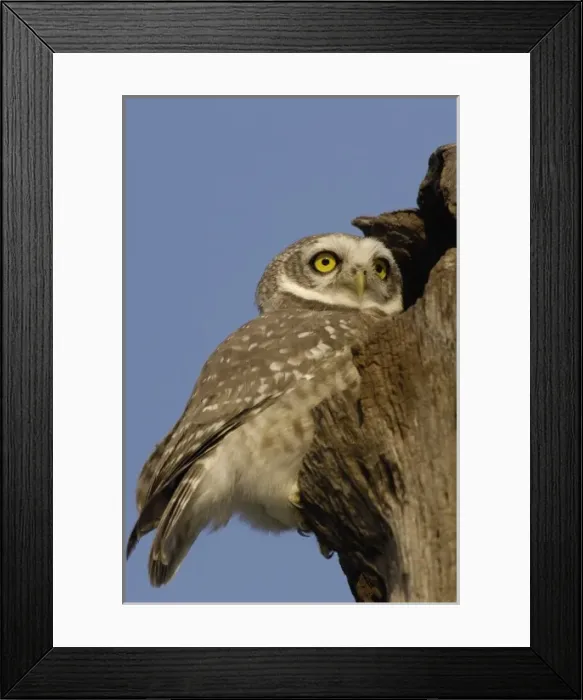 Framed Print : Spotted Owlet (Athene brama). Bharatpur National Park or Keoladeo Ghana Sanctuary Framed Print : Spotted Owlet (Athene brama). Bharatpur National Park or Keoladeo Ghana Sanctuary