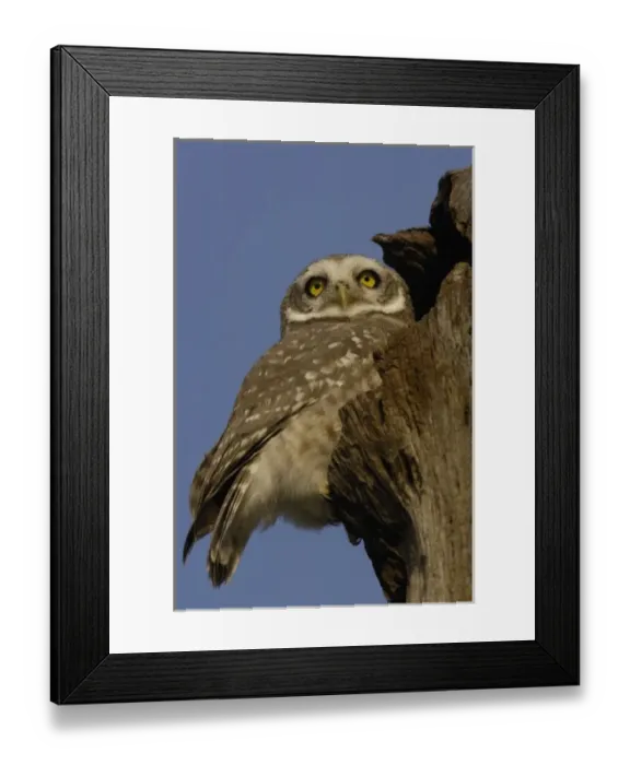 Framed Print : Spotted Owlet (Athene brama). Bharatpur National Park or Keoladeo Ghana Sanctuary Framed Print : Spotted Owlet (Athene brama). Bharatpur National Park or Keoladeo Ghana Sanctuary
