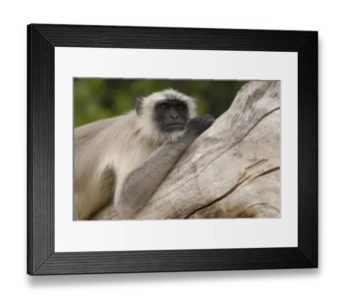 Framed Print : Asia, India Framed Print : Asia, India