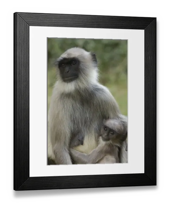 Framed Print : Asia, India Framed Print : Asia, India