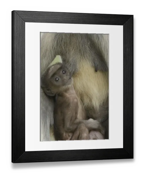 Framed Print : Asia, India Framed Print : Asia, India
