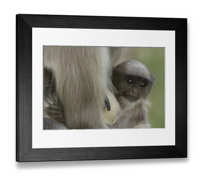 Framed Print : Asia, India Framed Print : Asia, India