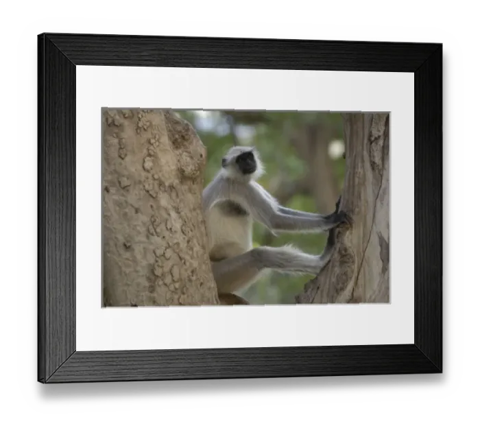 Framed Print : Asia, India Framed Print : Asia, India