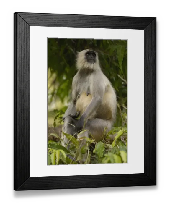 Framed Print : Asia, India Framed Print : Asia, India