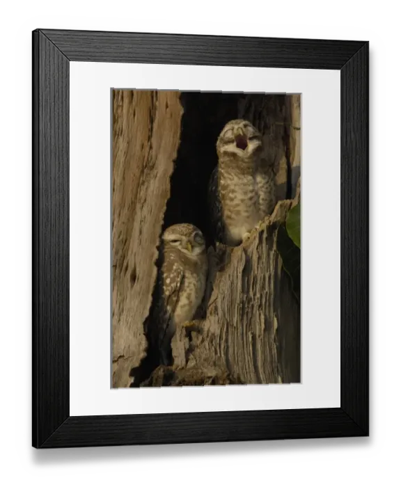 Framed Print : Spotted Owlets (Athene brama). Bharatpur National Park or Keoladeo Ghana Sanctuary Framed Print : Spotted Owlets (Athene brama). Bharatpur National Park or Keoladeo Ghana Sanctuary