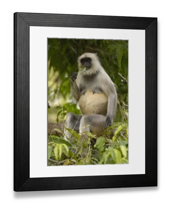 Framed Print : Asia, India Framed Print : Asia, India