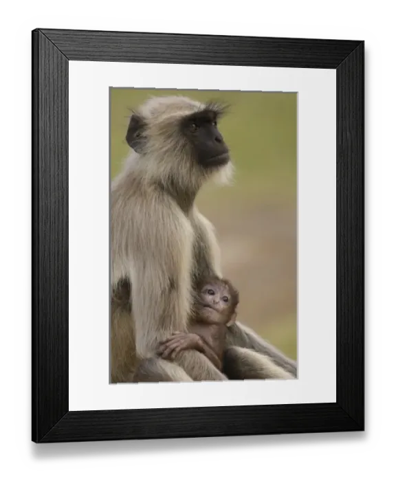 Framed Print : Asia, India Framed Print : Asia, India