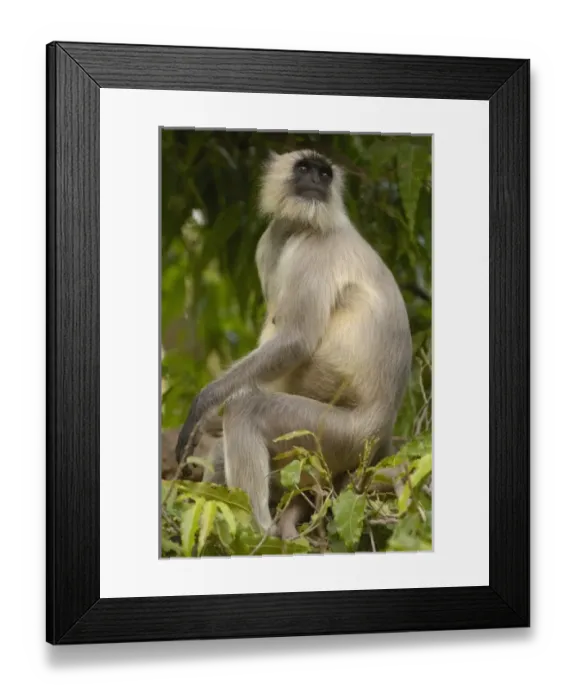 Framed Print : Asia, India Framed Print : Asia, India
