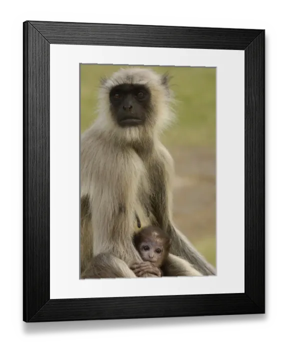 Framed Print : Asia, India Framed Print : Asia, India